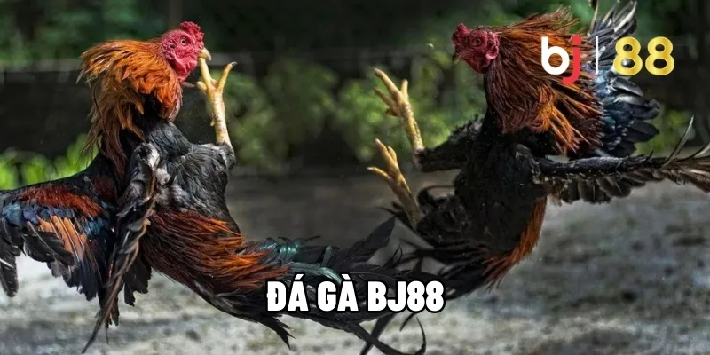 Đá gà BJ88 - 1 trong 6 sảnh chơi hot nhất tại thương hiệu